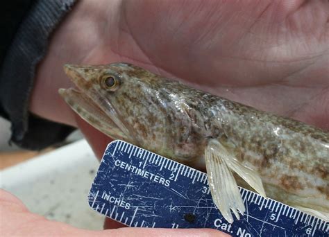 lizard fish florida|The Lowly Lizardfish .